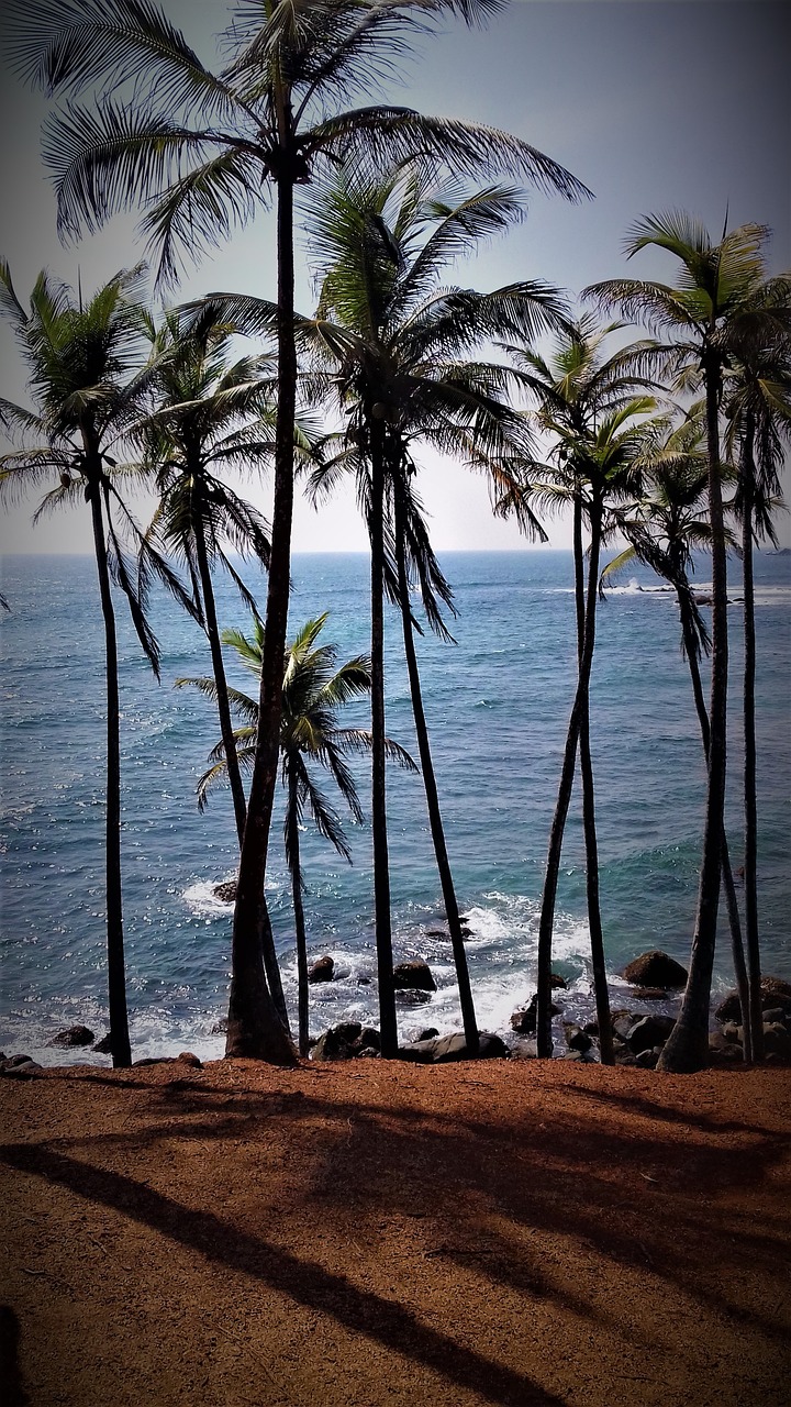 srilanka, sea, palm trees, nature, paradise, exotic, holiday, landscape, beach, tourism, summer, srilanka, srilanka, srilanka, srilanka, srilanka